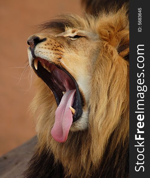 A male African lion yawning.