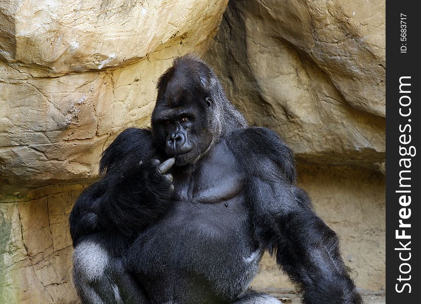 Male Gorilla appears to be gesturing with is middle finger. Male Gorilla appears to be gesturing with is middle finger