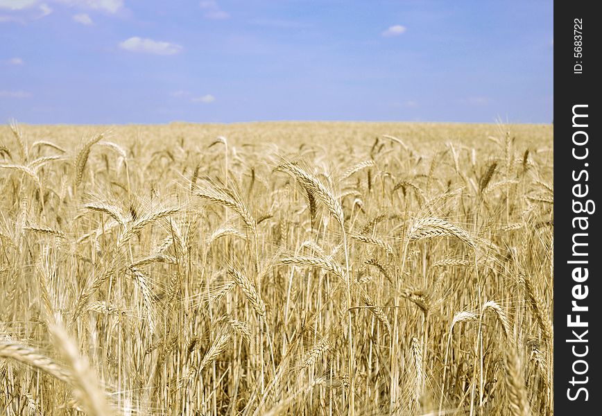 Grain field 1
