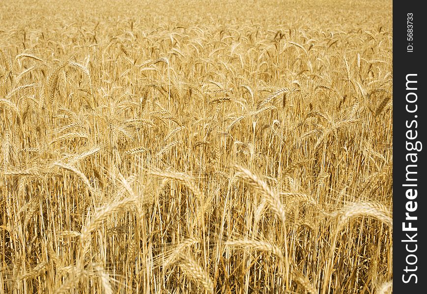 Grain field 2
