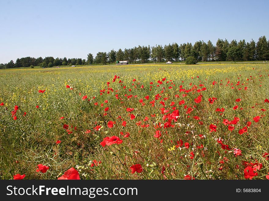 Blossoming multi-coloured meadow with poppies, behind road