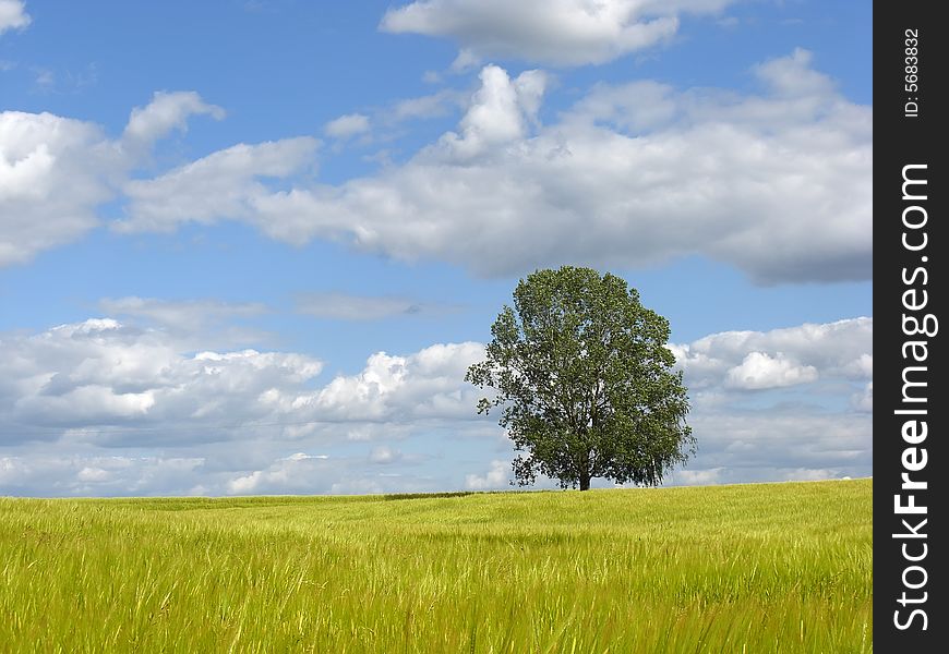 Tree on wheat field