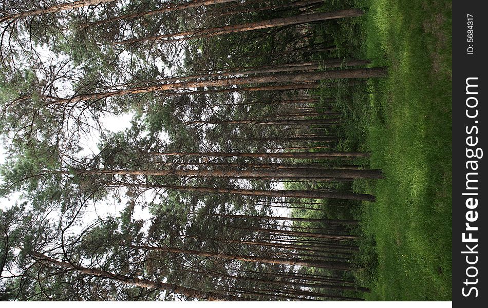 Photo of a dense pine wood in the afternoon