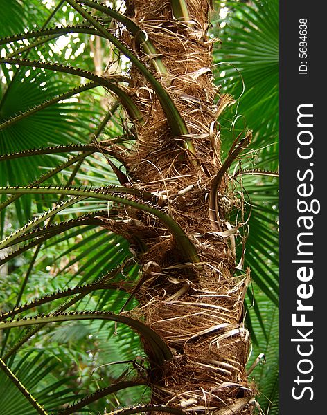 Brown and spiky, the trunk of the fan palm (Trachycarpus) looks pretty menacing. This particular plant was on display at the Bicentennial Conservatory, Adelaide, South Australia. Brown and spiky, the trunk of the fan palm (Trachycarpus) looks pretty menacing. This particular plant was on display at the Bicentennial Conservatory, Adelaide, South Australia.