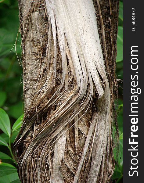 The fraying trunk of the Caryota Rumphiana palm tree at the Bicentennial Conservatory, Adelaide, South Australia.

Nice as black & white print too. The fraying trunk of the Caryota Rumphiana palm tree at the Bicentennial Conservatory, Adelaide, South Australia.

Nice as black & white print too.