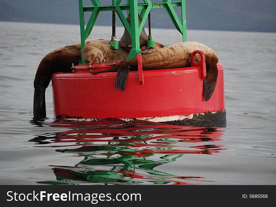 Sea Lions On Buoy