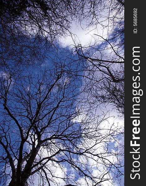 A beautiful view of the sky seen through the rustling leaves. A beautiful view of the sky seen through the rustling leaves