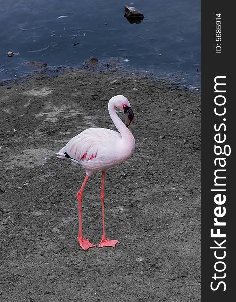 The pink flamingo walks on the bank of a reservoir