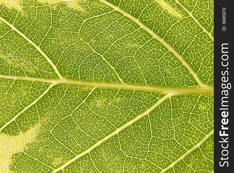 Green leaf texture or backgrand