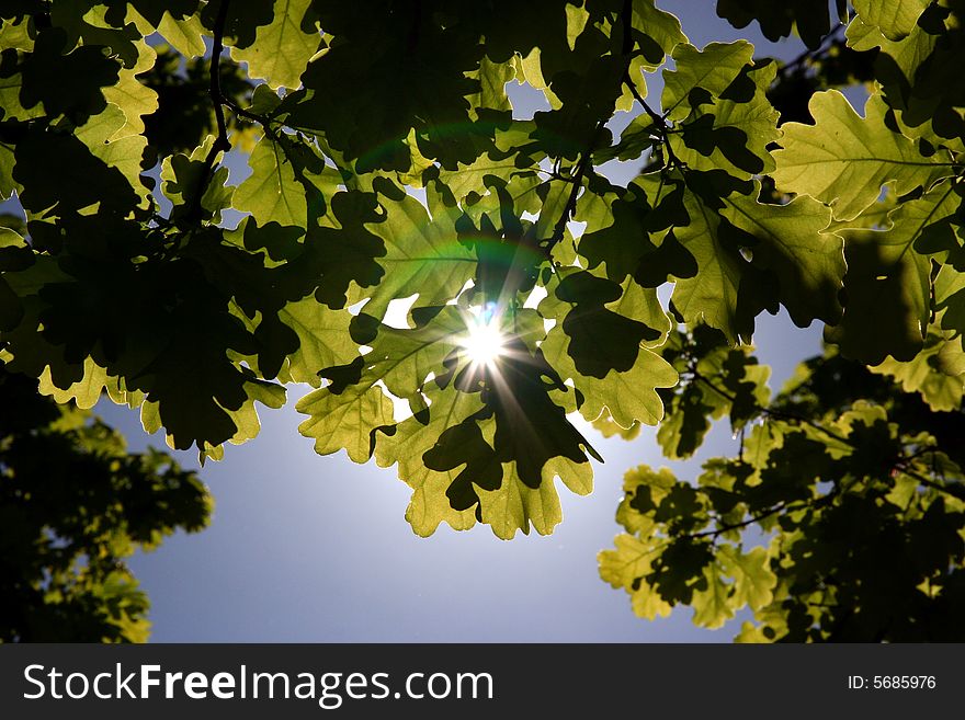 Leaves Of Oak And The Sun