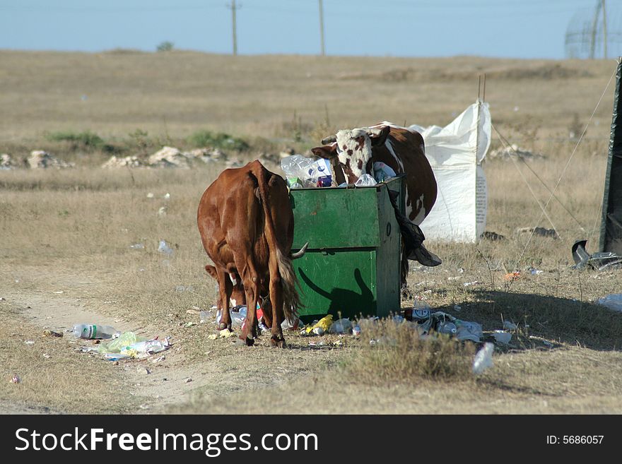 Hungry cow in the garbage