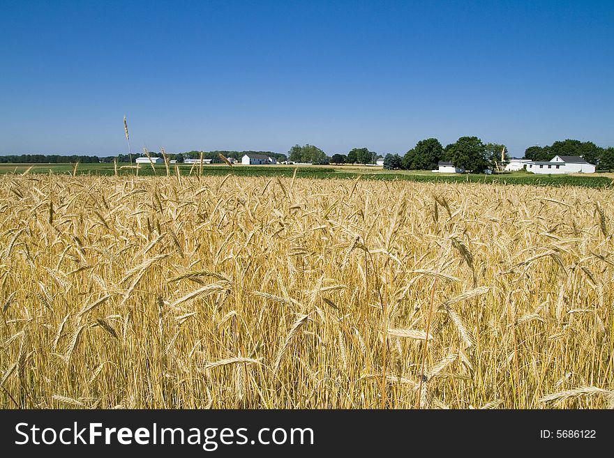 Photo of a wheat Crop in a farm. Photo of a wheat Crop in a farm