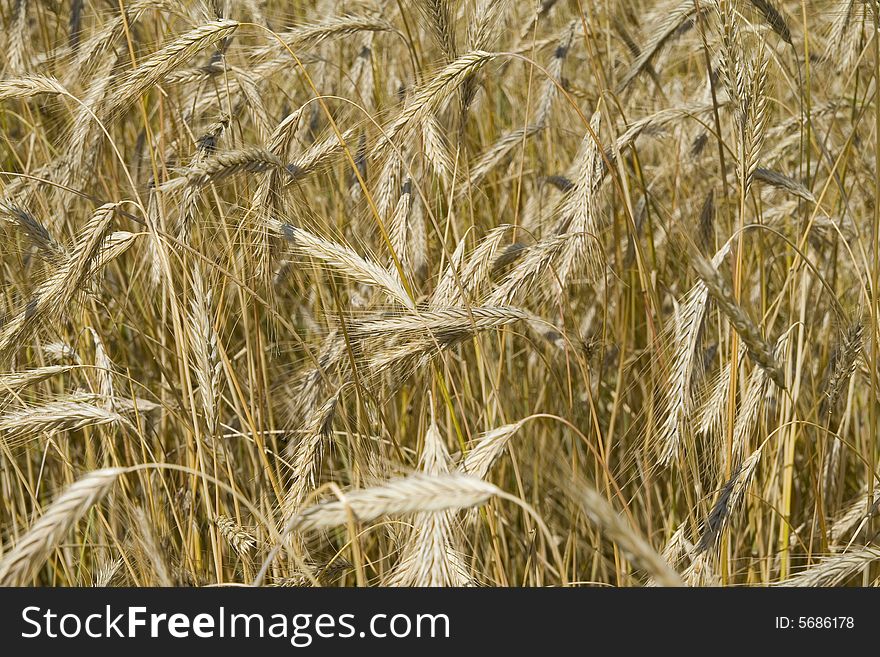 Wheat close-up in a farm