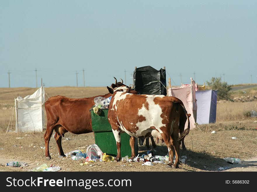 Hungry cow in the garbage