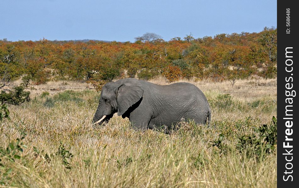 African Elephant grazing in the grasslands of South Africa.