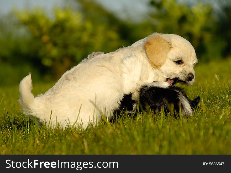 Puppies Playing