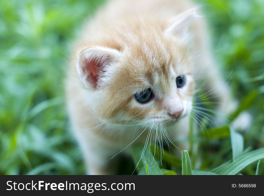 A nice little kitten in the garden. A nice little kitten in the garden