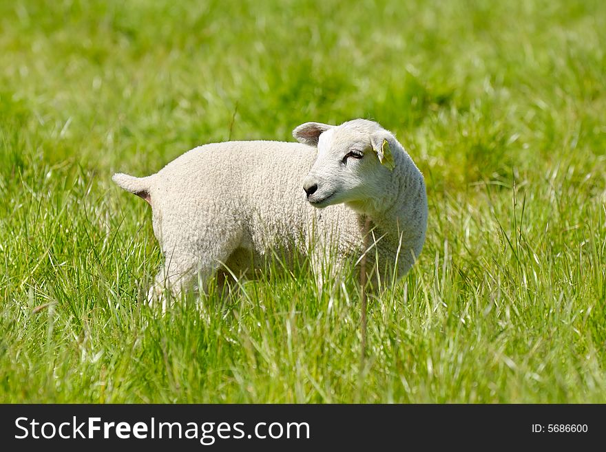 Lamb standing on green field looking. Lamb standing on green field looking.