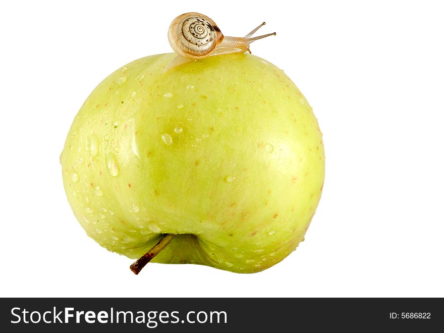 Snail And Apple