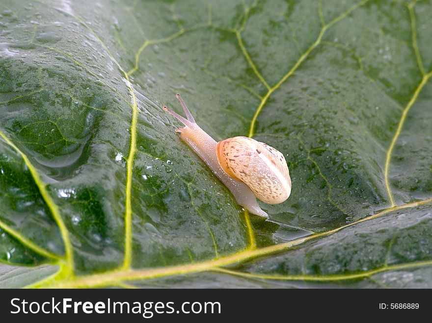 The snail crawl on green