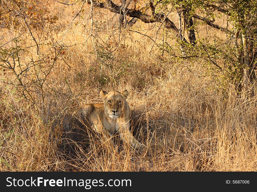 Lioness In Sabi Sands