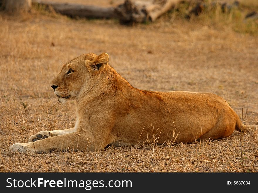 Lioness in Sabi Sands Reserve, South Africa
