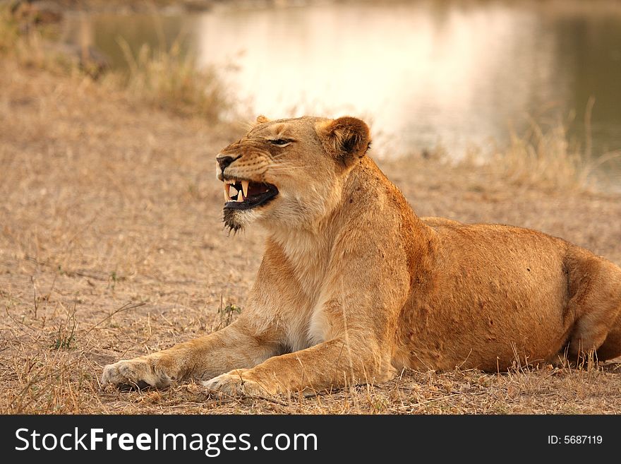 Lioness in Sabi Sands Reserve, South Africa