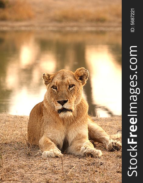 Lioness in Sabi Sands Reserve, South Africa