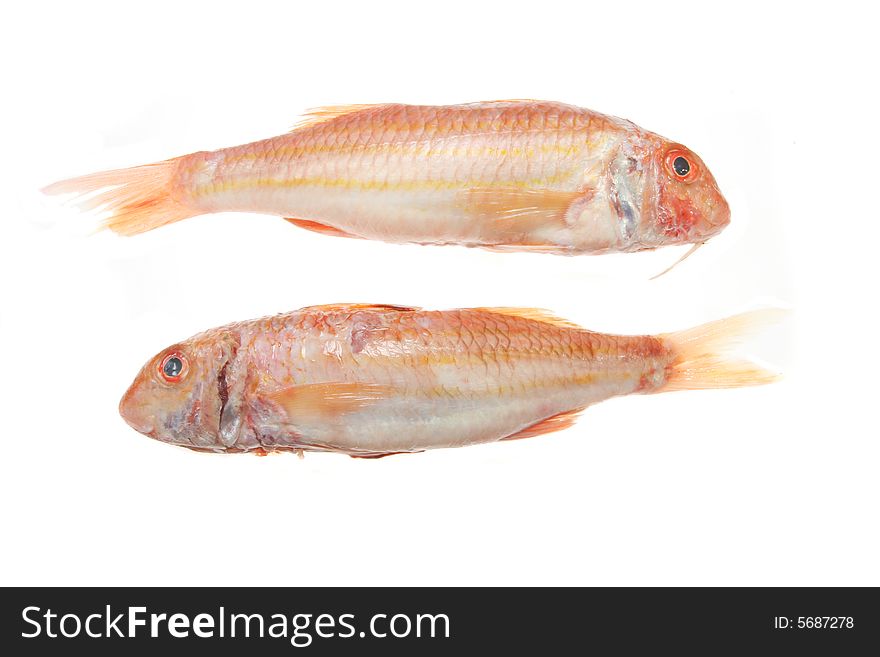 Pair of Red Mullet fish isolated on white