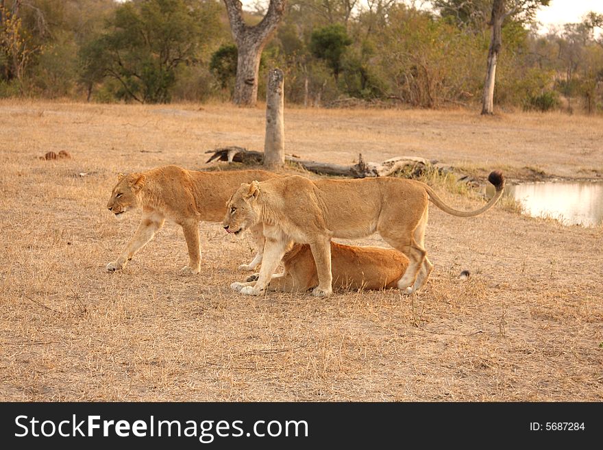 Lioness in Sabi Sands Reserve, South Africa