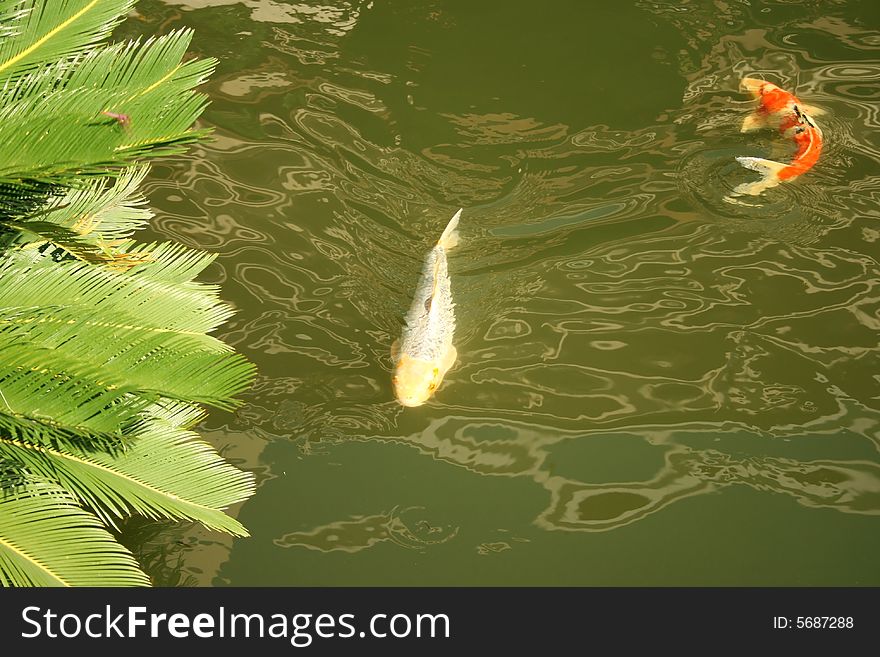 Koi fish in the garden pond.