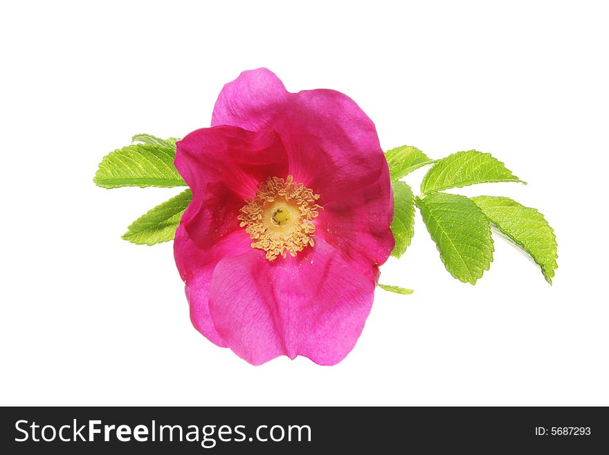 Magenta colored rose isolated on white. Magenta colored rose isolated on white
