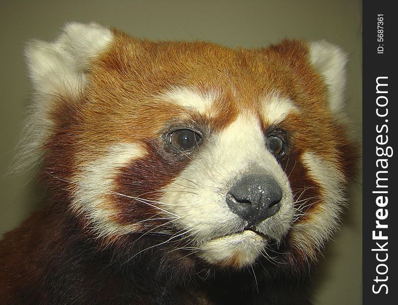 Red panda or small panda Ailurus fulgens