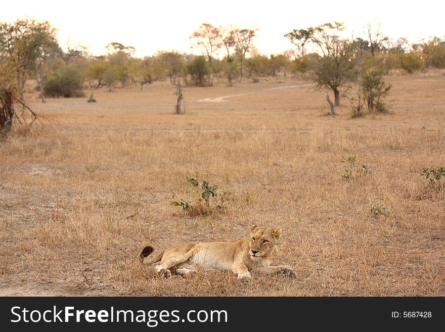 Lioness in Sabi Sands