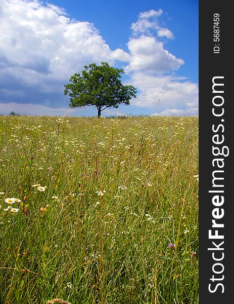 A lonely tree standing on top of the hill on a blue cloudy sky background. A lonely tree standing on top of the hill on a blue cloudy sky background