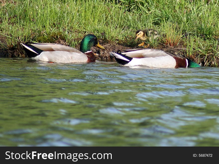 A duck family at the edge of the water