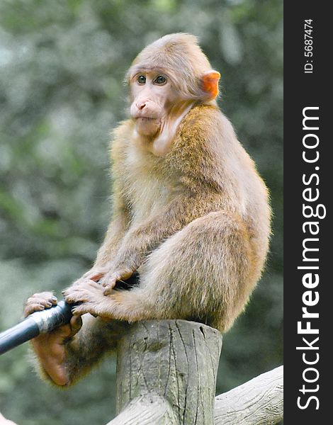Monkey sitting on a pole gripping a pole