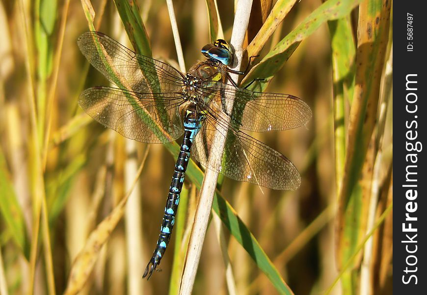 Blue dragonfly sit on reed (Aeshna cyanea)