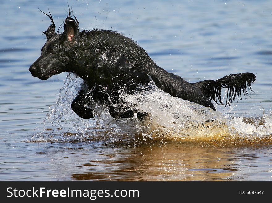 Dog jumping out of water. Dog jumping out of water