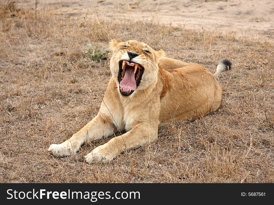 Lioness in Sabi Sands