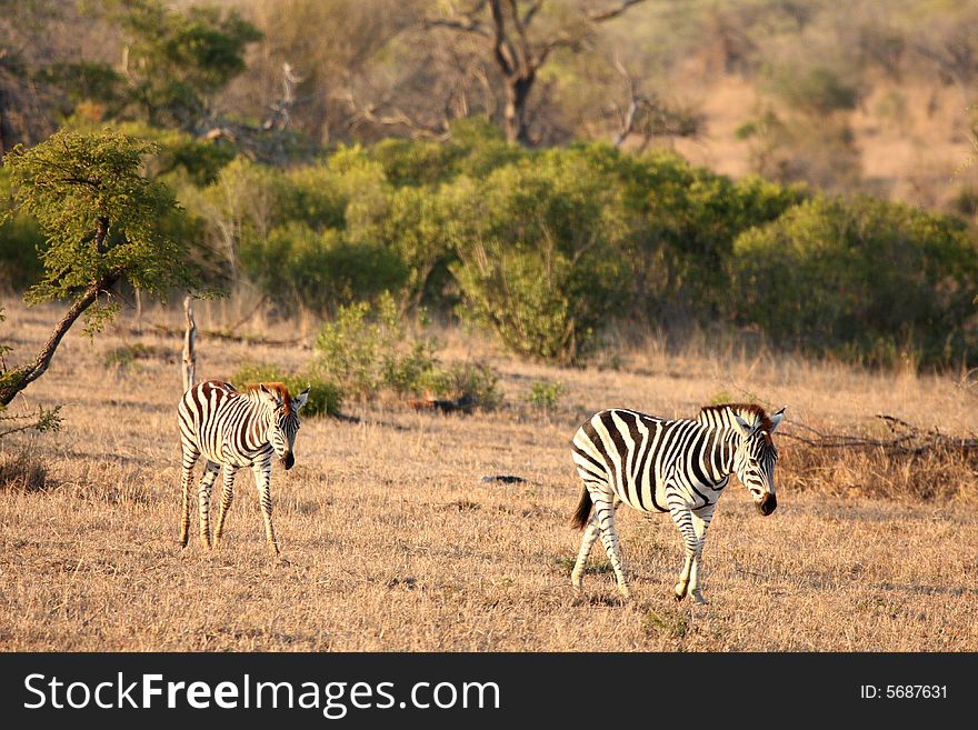 Zebra in Sabi Sands Reserve, South Africa