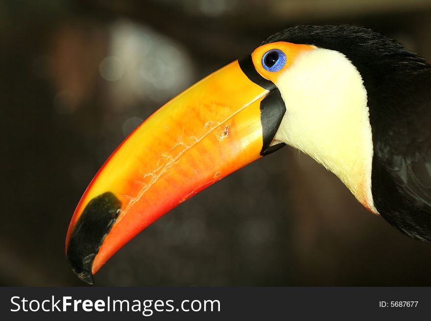 Colorful toucan on dark background