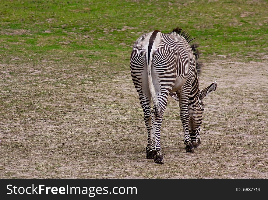 Lonely Zebra eating breakfast a summer morning