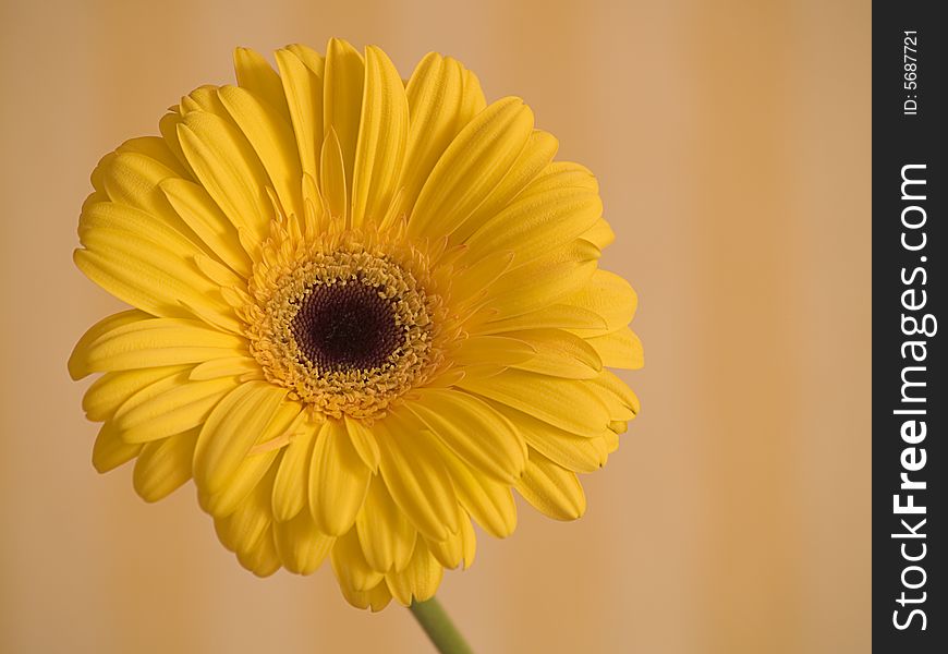 The flower yellow gerbera in detail