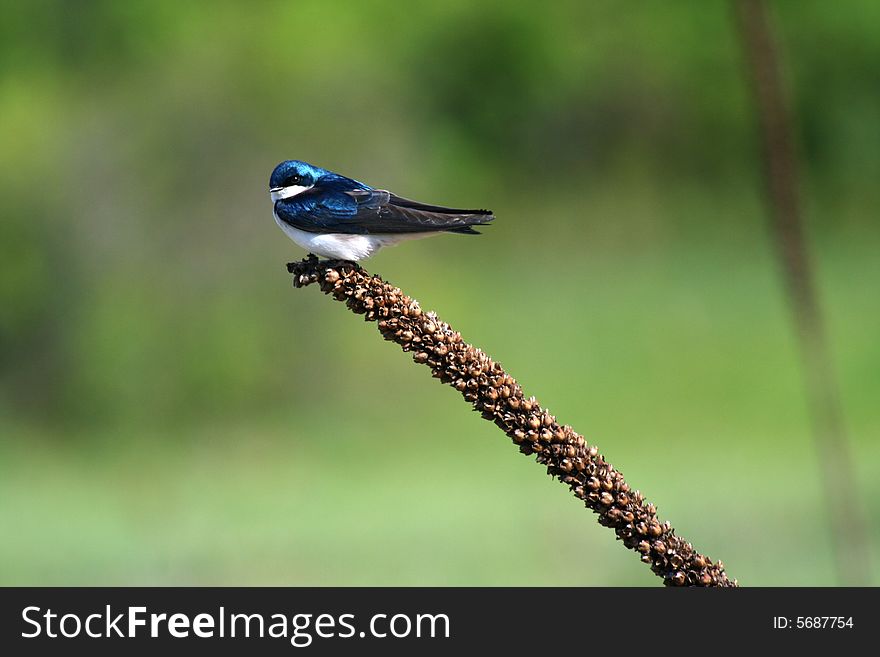 The photo was shot at Jamaica Bay Wildlife Refuge in New York in summer. The photo was shot at Jamaica Bay Wildlife Refuge in New York in summer.