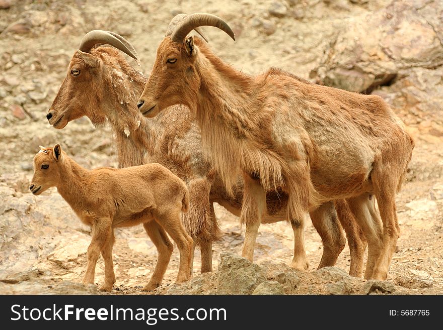 Mountain goat family (three brown goats on brown background)