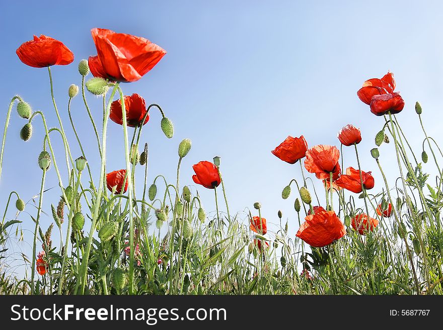 Red Poppies