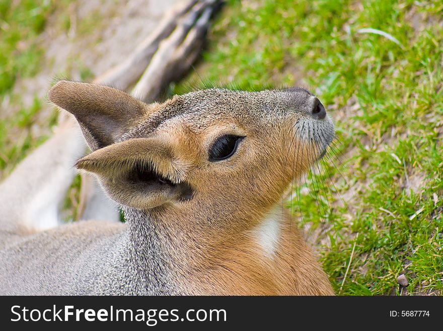 Cute Wallaby baby laying in the grass