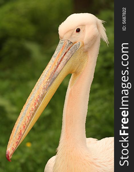 Portrait of great white pelican portrait on green background