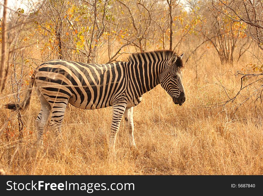 Zebra In Sabi Sands